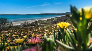 A coastal landscape with a beach and a field of colorful flowers in the foreground. - Keros Blue (Lemnos)