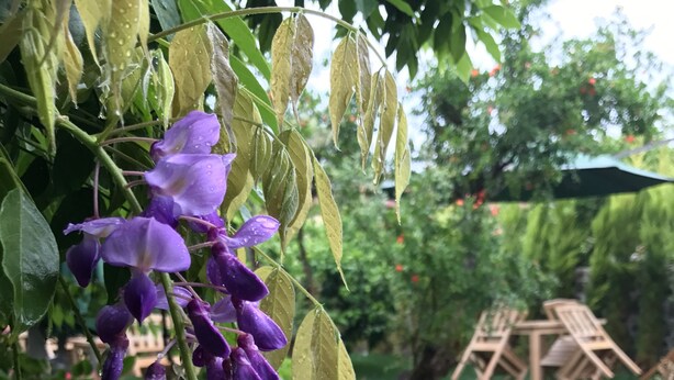 花園