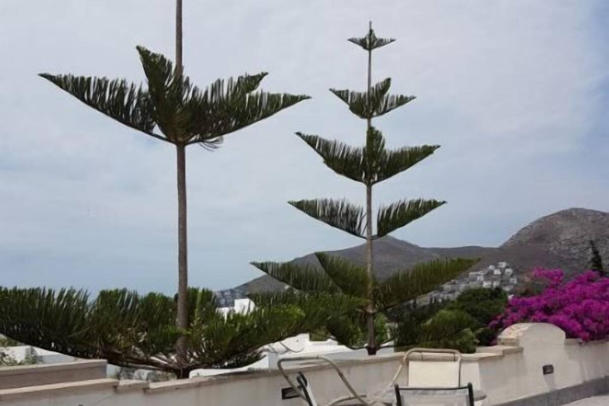 An outdoor seating area with chairs and a table, surrounded by palm trees and a view of a mountainous landscape.
