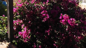 Un balcón con vibrantes flores de buganvilla rosadas, un muro de piedra y vistas al mar y un edificio con un letrero.