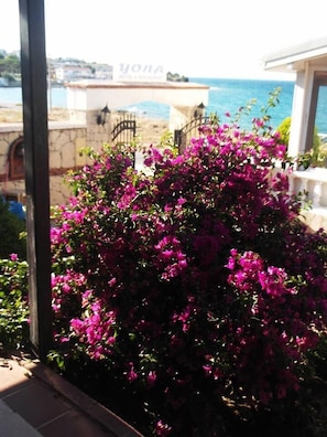 Enjoy the serene coastal view from this inviting balcony with a vibrant bougainvillea bush and a potted plant.