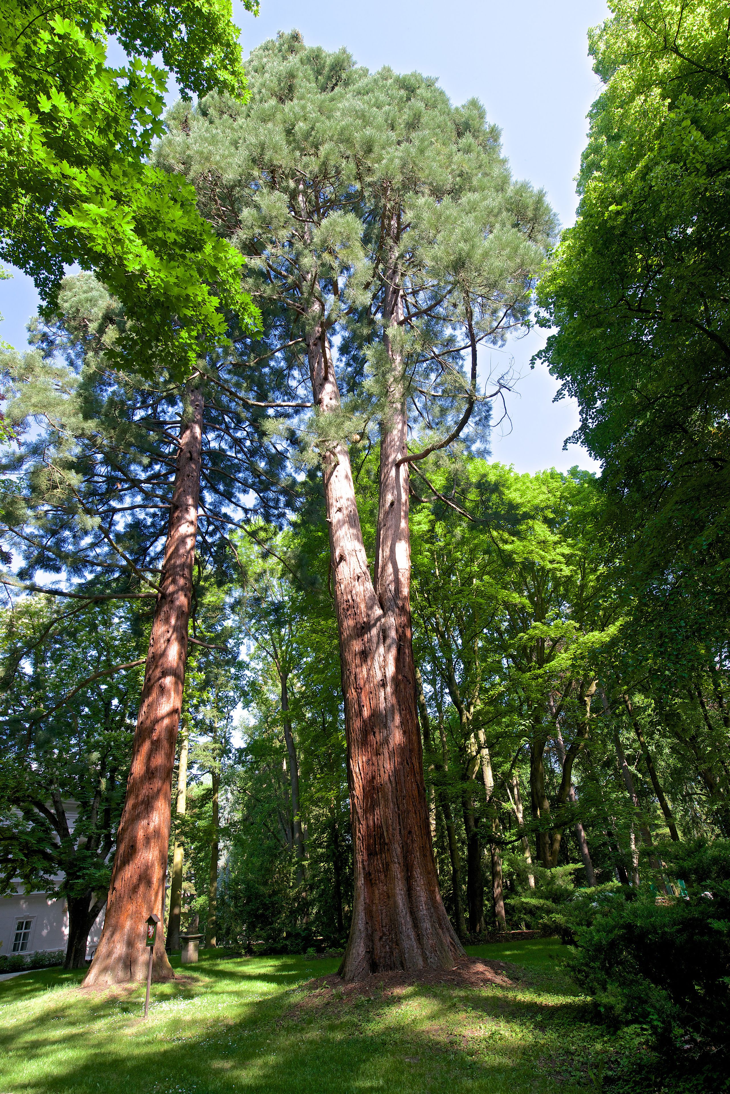 Taman