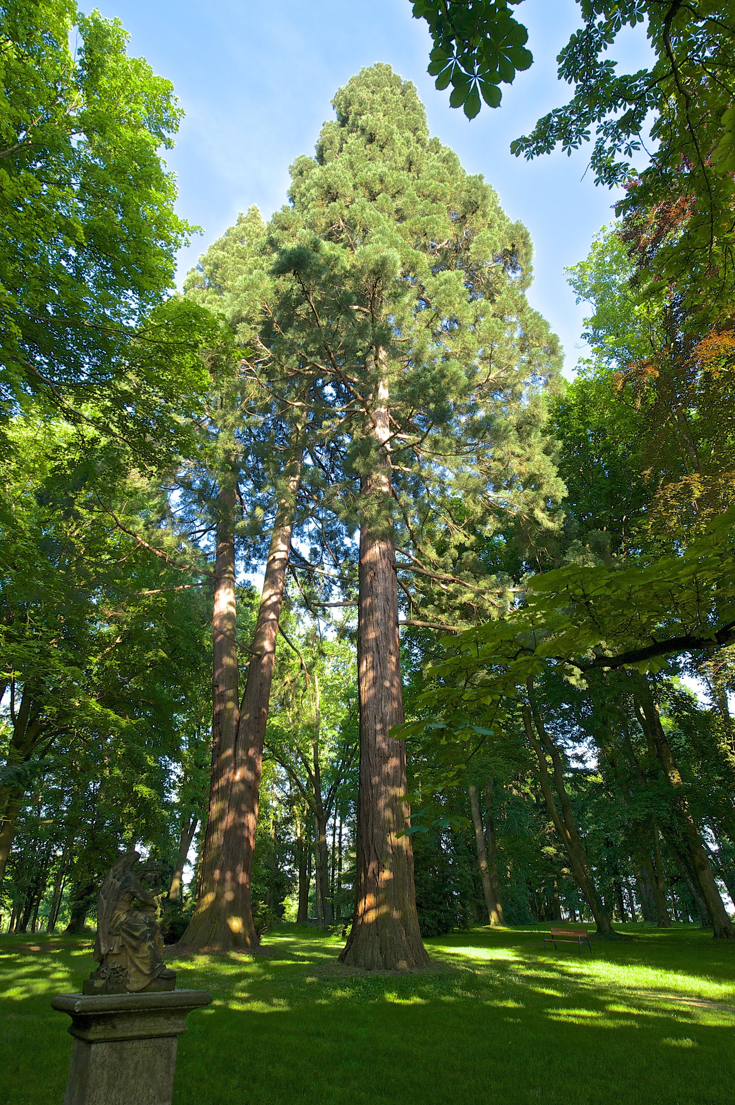 Taman