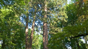 Taman
