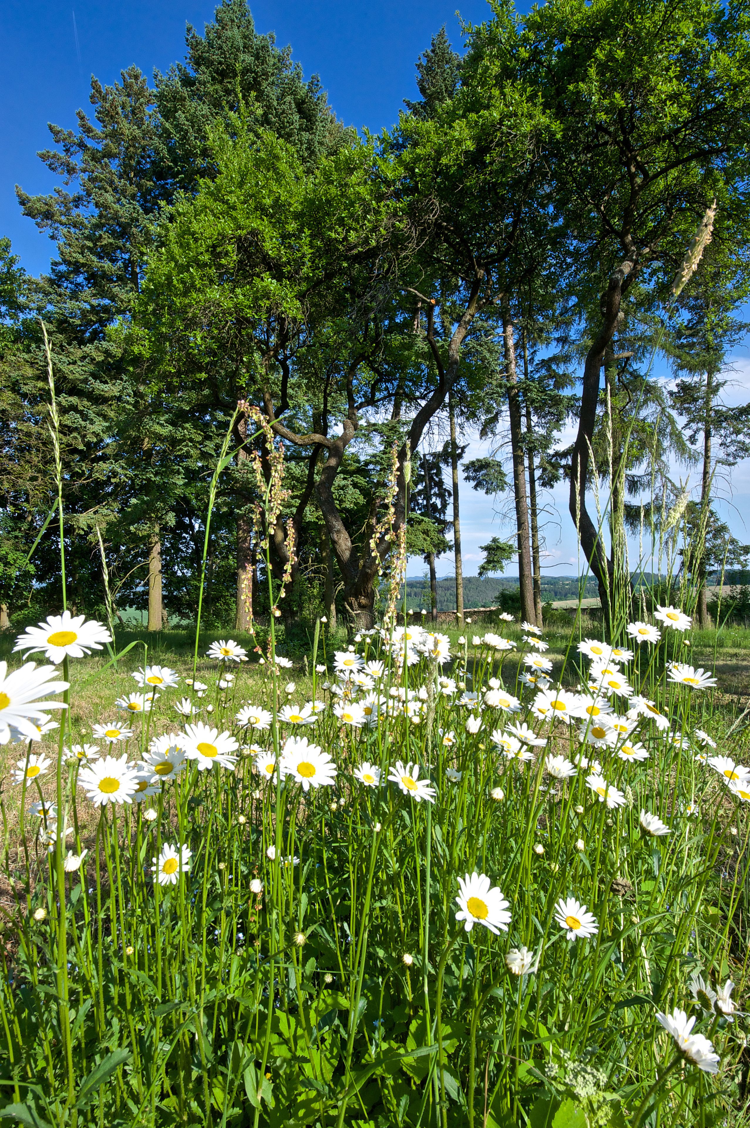 A field of daisies with tall trees in the background.