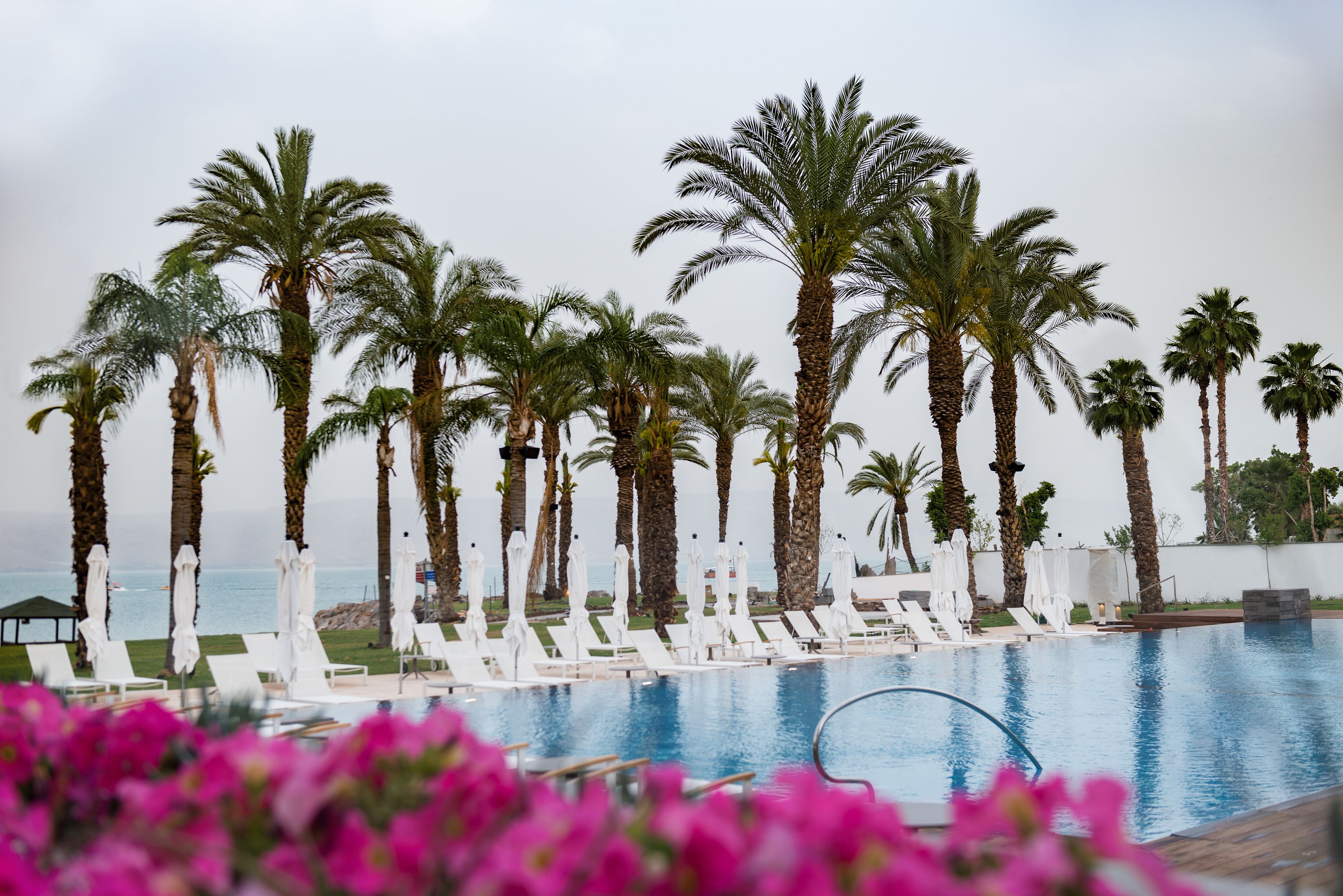 A poolside area with palm trees, lounge chairs, and umbrellas.