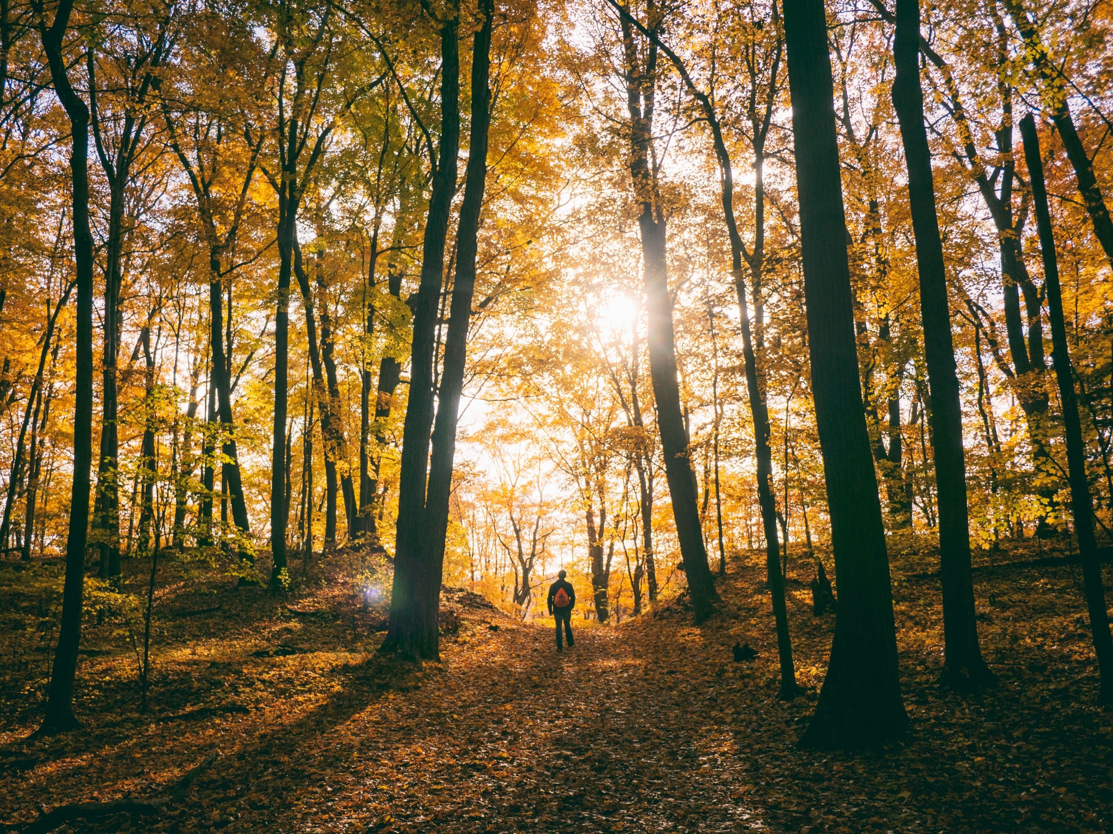A forest path with tall trees and sunlight filtering through.