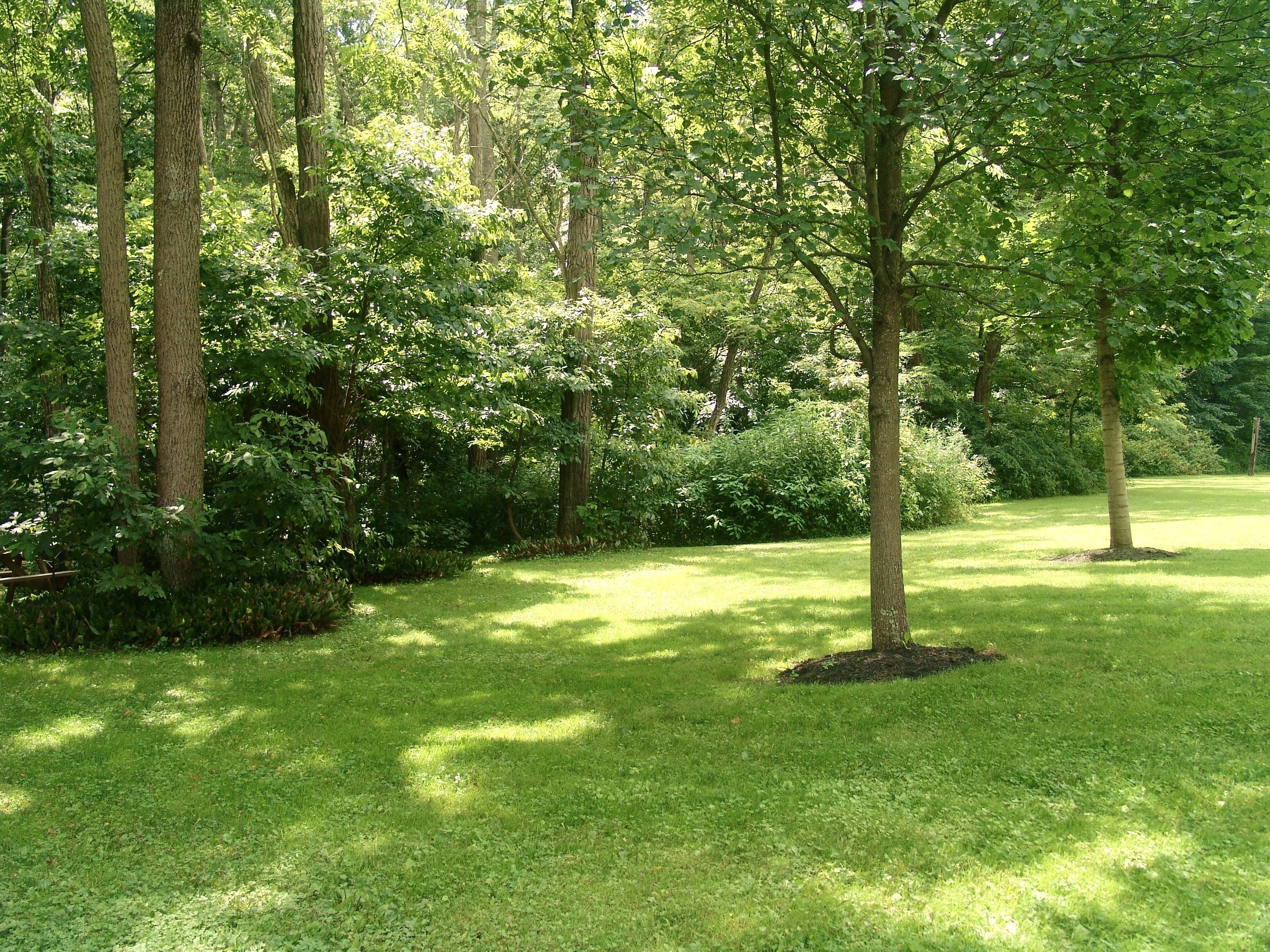 A lush green park with tall trees and a well-maintained grassy area.