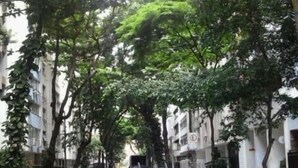 A street lined with trees and parked cars. - Studio One (Rio de Janeiro)