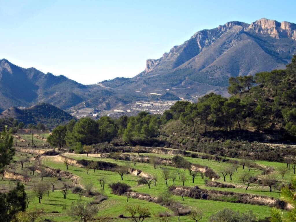 A mountainous landscape with terraced fields and sparse trees.