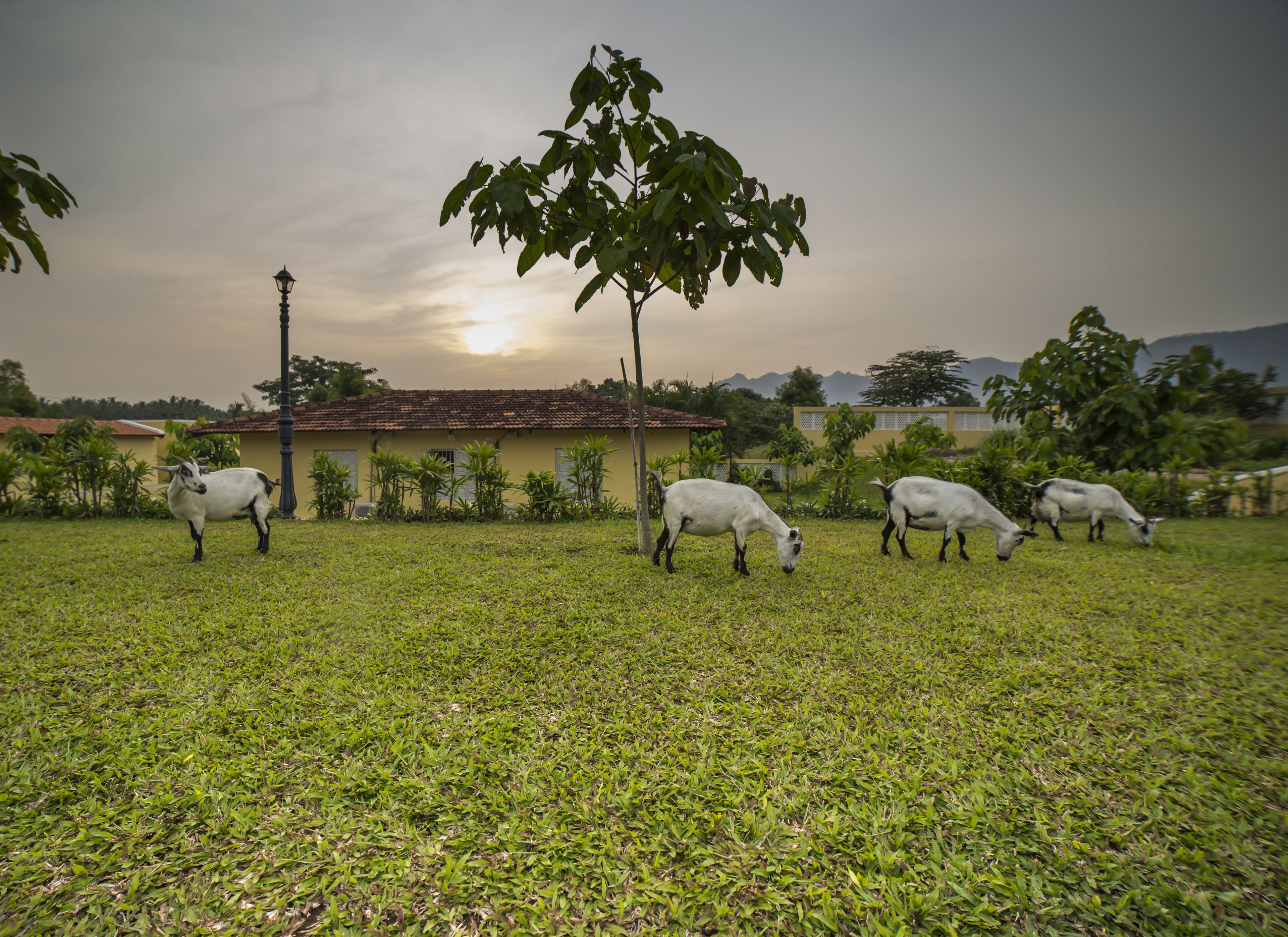 A rural landscape with a house, a tree, and four goats grazing.