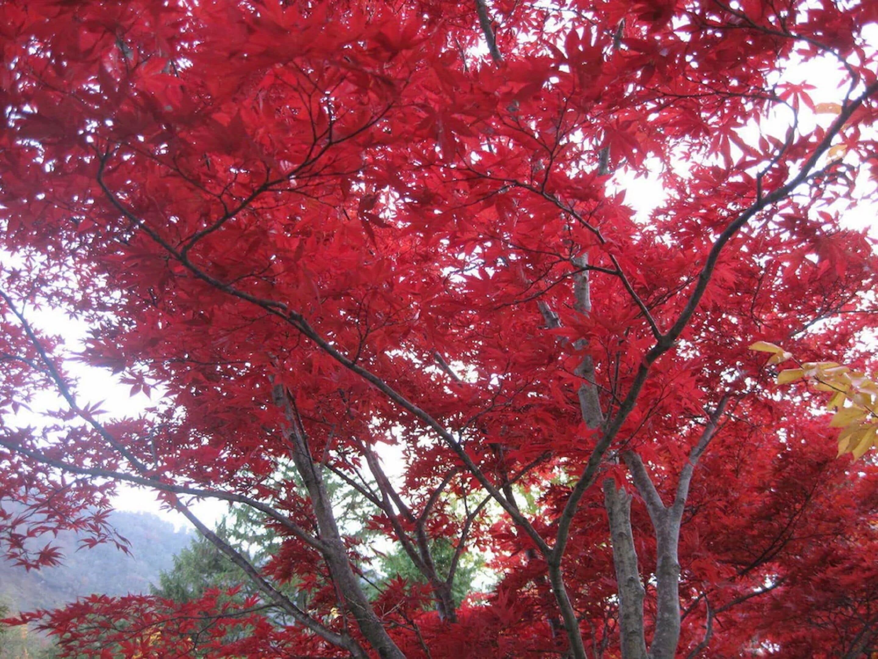 A dense canopy of red foliage, likely from a Japanese maple tree, with visible branches and a mountainous background.