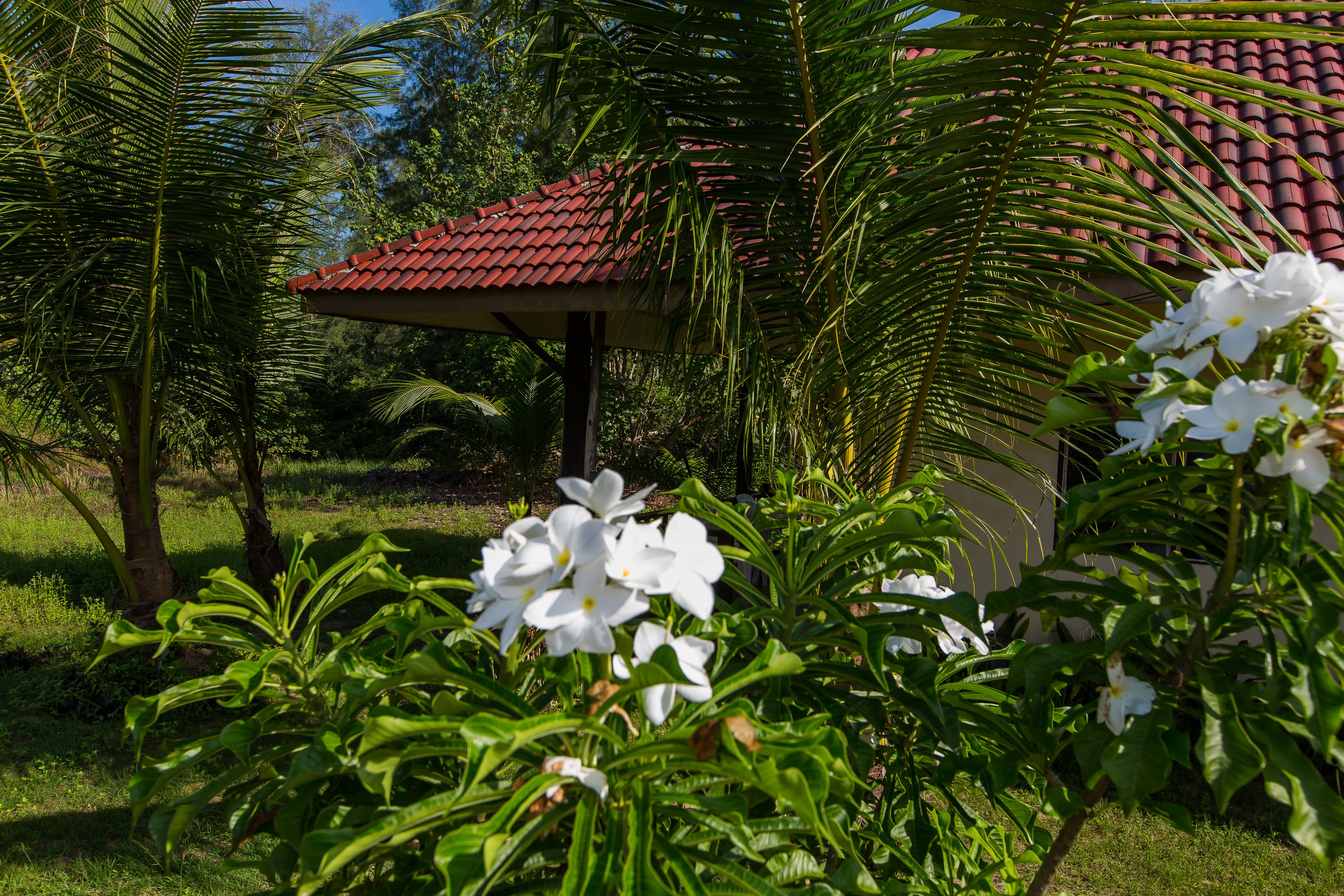Ein Garten mit weißen Blumen und Palmen.