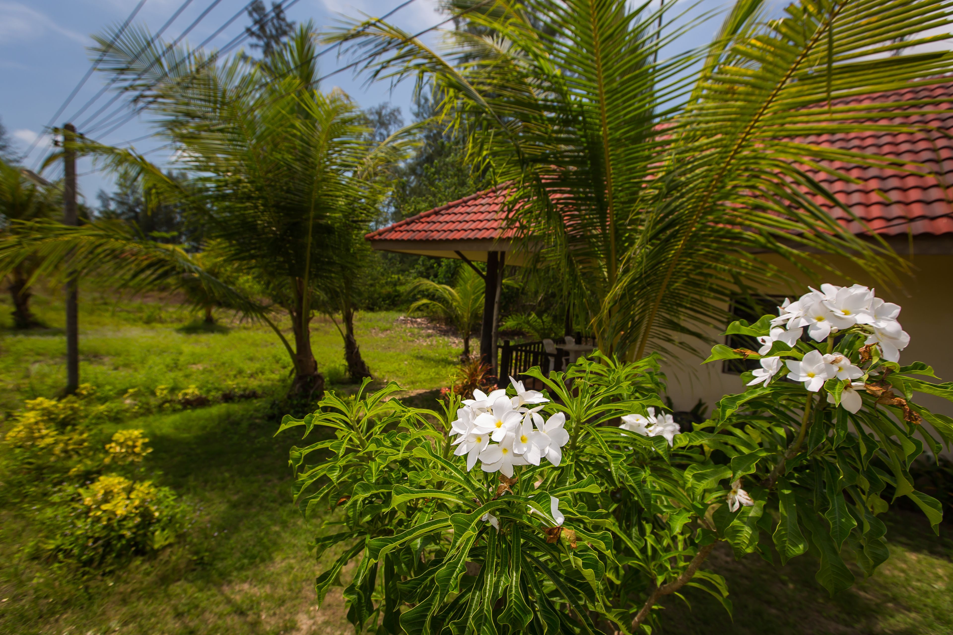 Taman