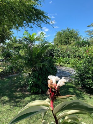 A garden with various plants and a pathway. - El litoral (Las Lajas)