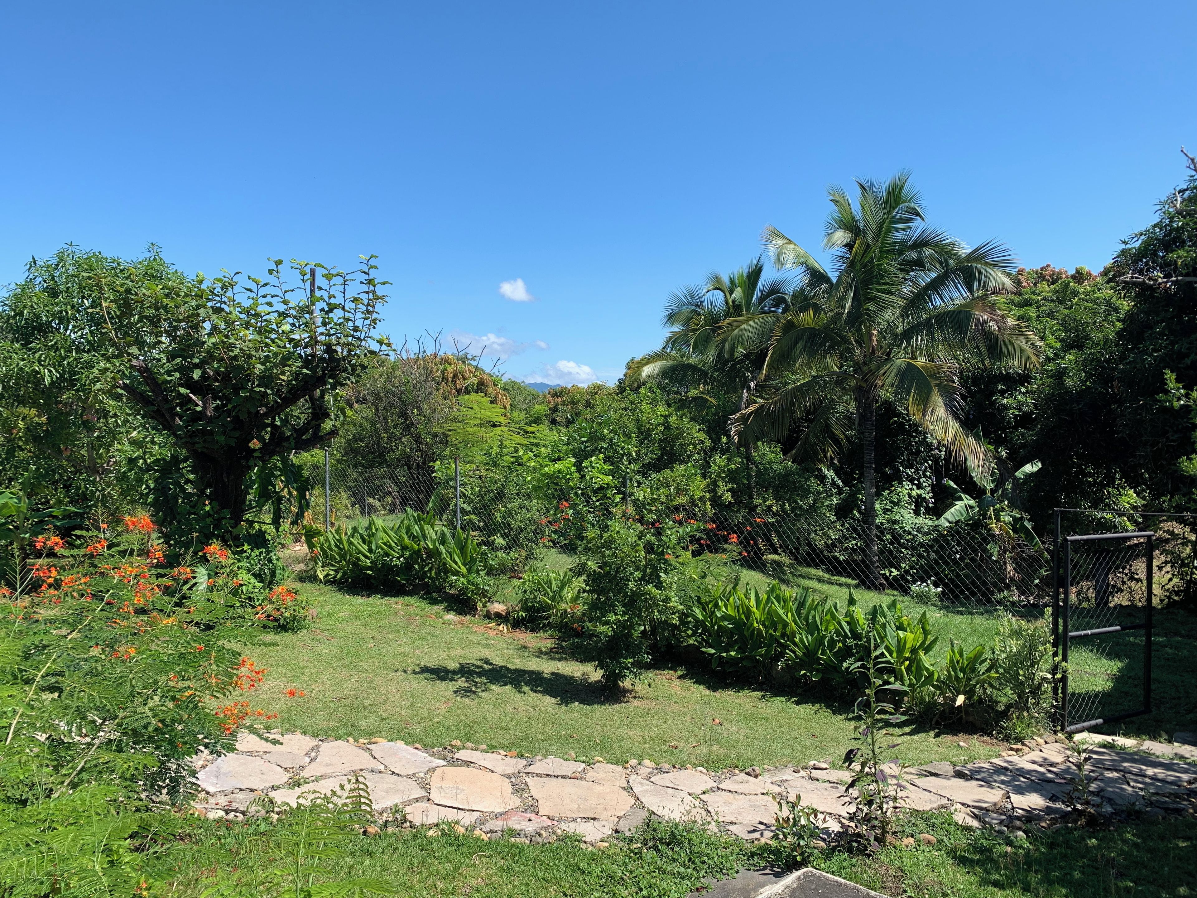 Een tuin met een pad van stenen, weelderig groen en palmbomen.
