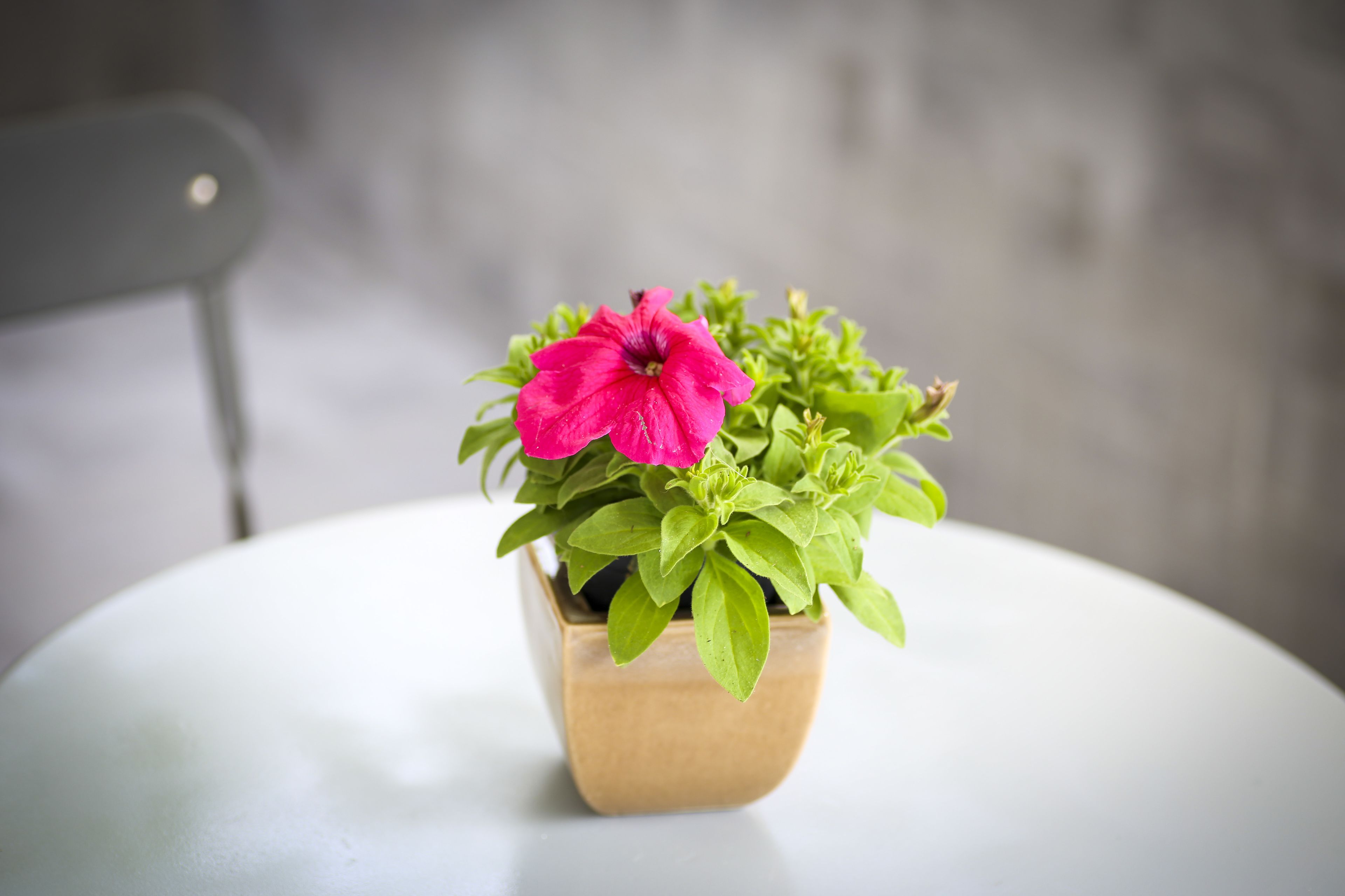 Una planta en maceta con una sola flor rosa sobre una mesa blanca.