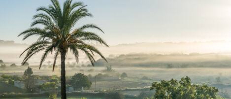 Una palmera en un campo con neblina al fondo.