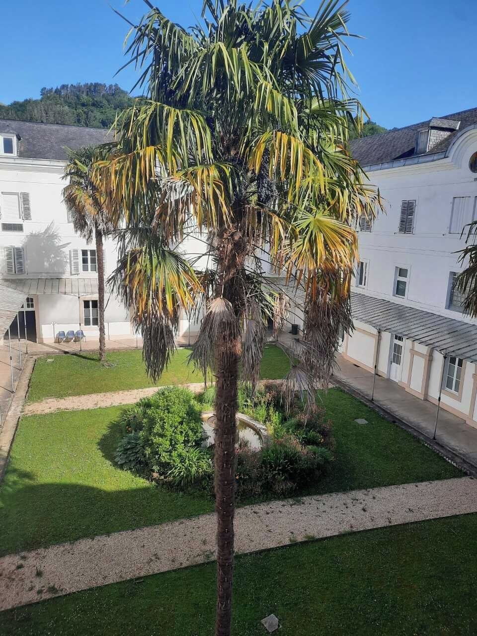 A palm tree in a courtyard with a building in the background.