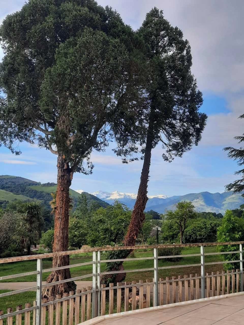 A fenced outdoor area with two prominent trees and a view of distant mountains.