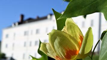 A tulip in full bloom with a building in the background.