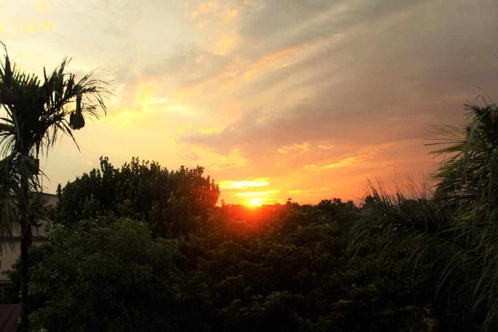 A sunset with the sun partially obscured by trees.