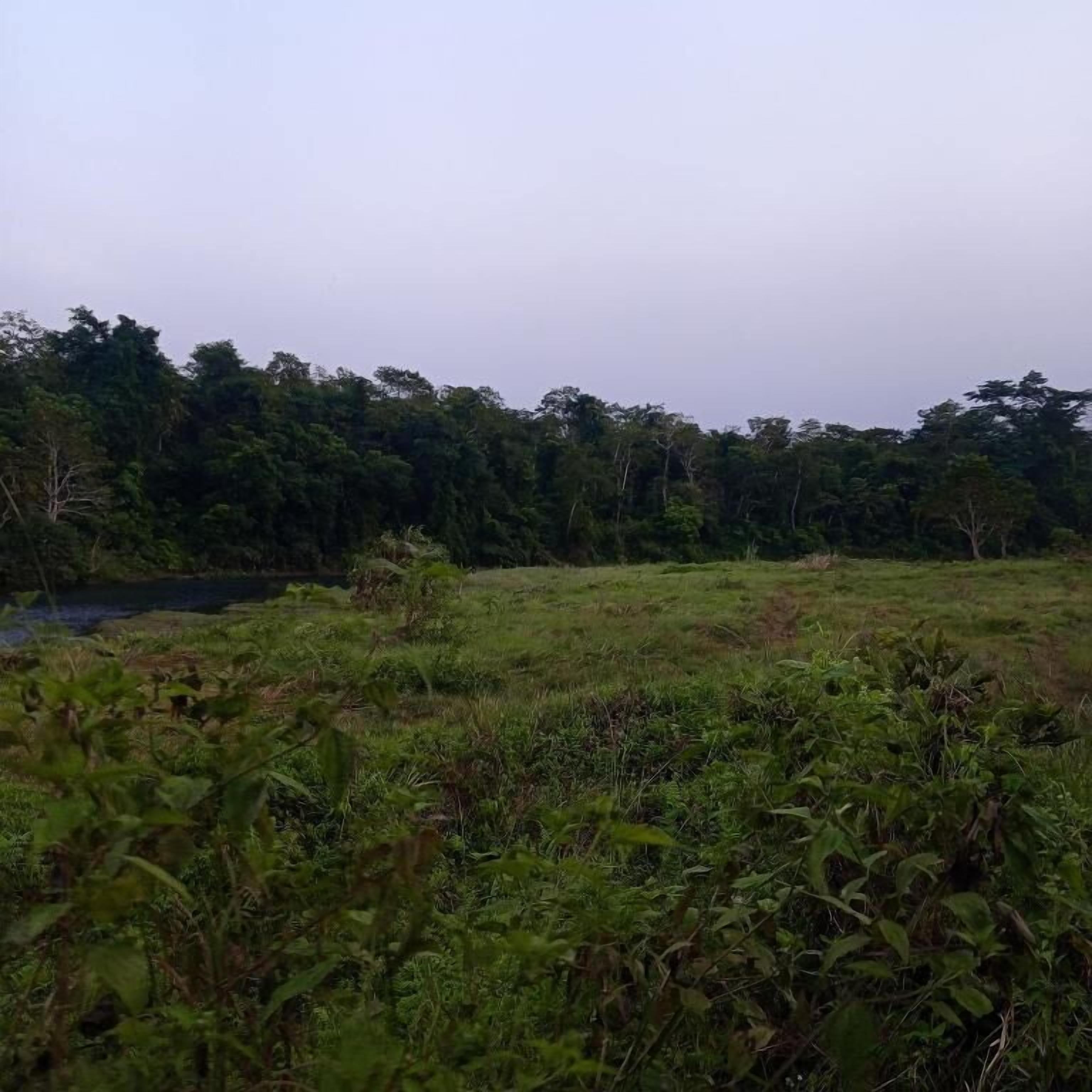 A natural landscape with a river, dense vegetation, and a forest in the background.