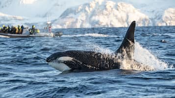 A large whale breaching the water with a boat and people in the background.