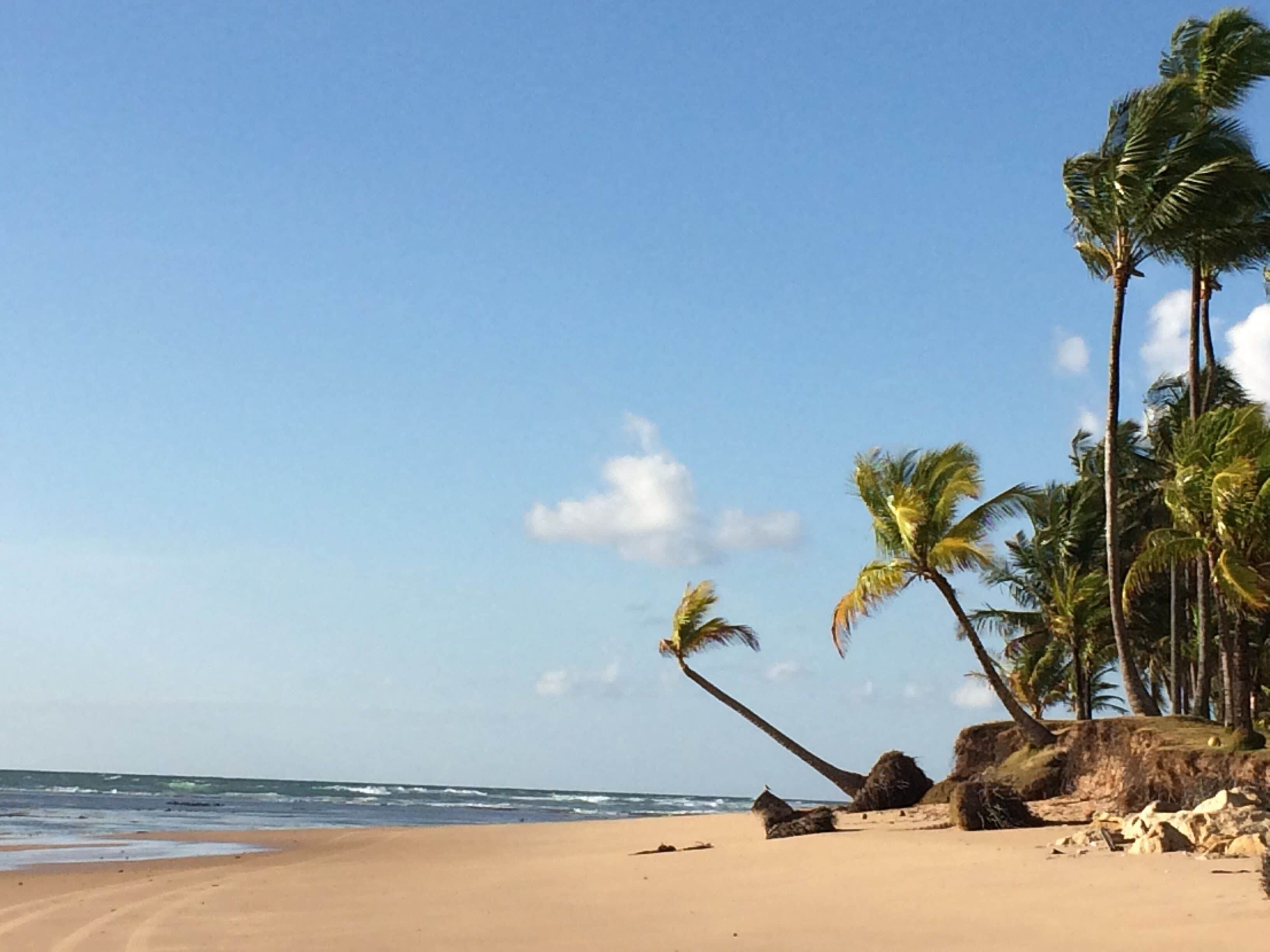 A beach with palm trees, a sandy shore, and the ocean in the background.