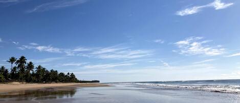 A beach with a clear sky and palm trees.
