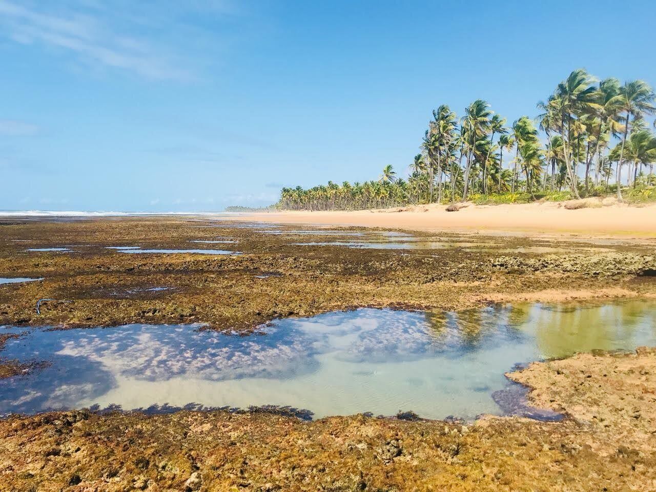 Una playa con cielos despejados, una orilla arenosa y una hilera de palmeras.