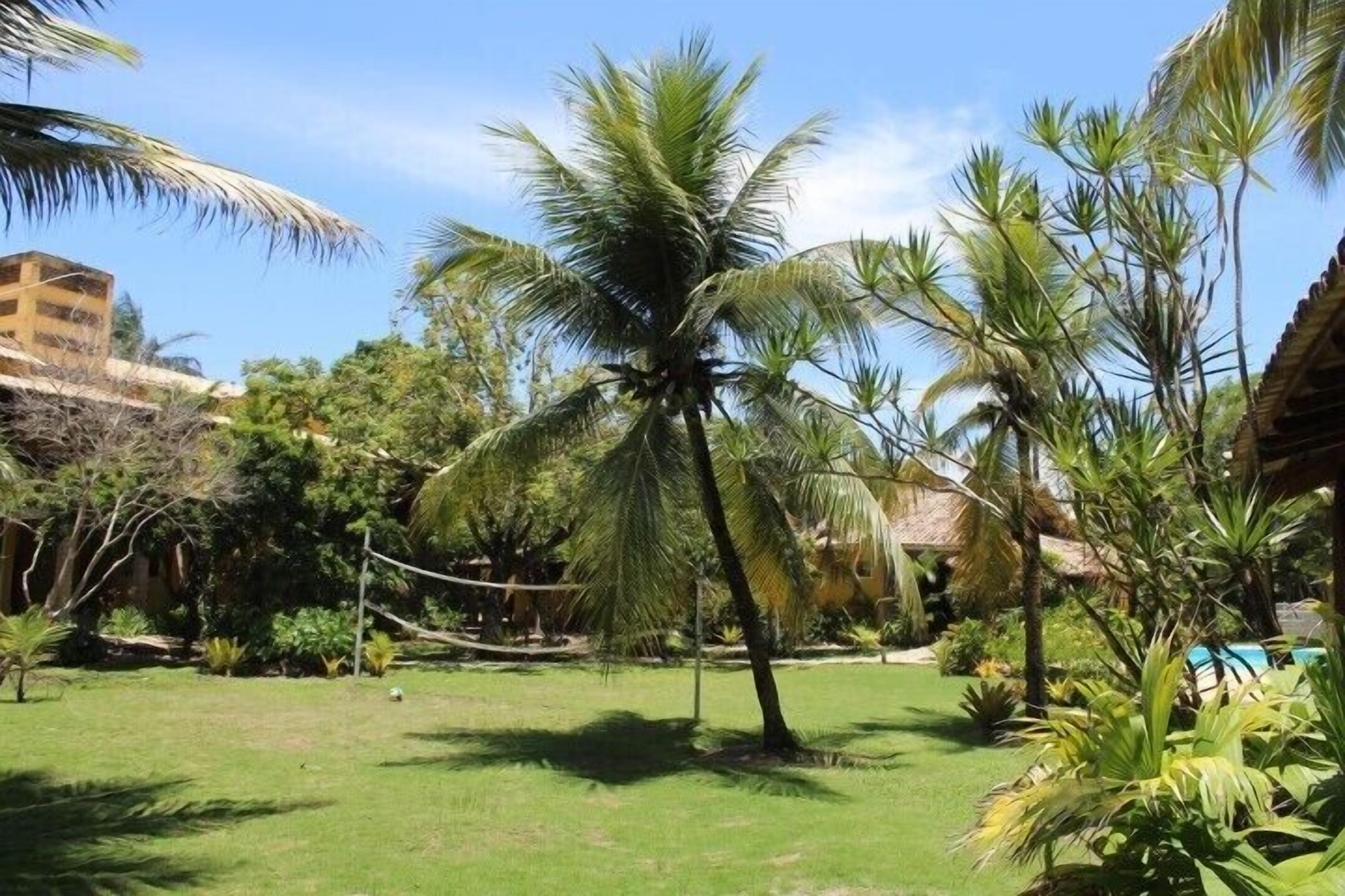 A lush garden with palm trees and a thatched-roof structure.