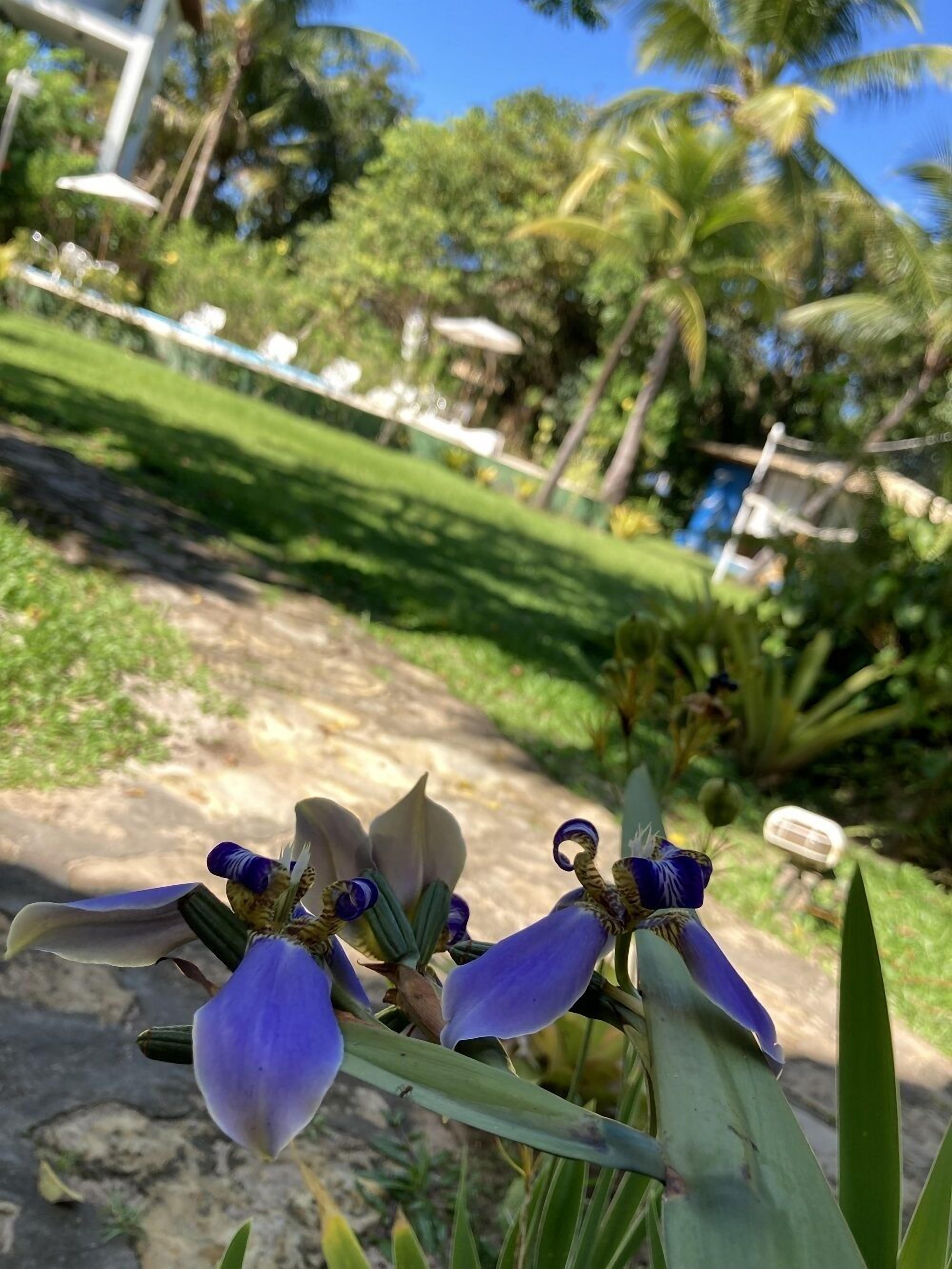 Un jardín con un sendero, césped verde y palmeras.