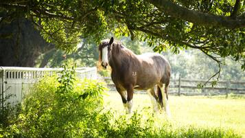 A horse standing in a grassy field with a white fence and trees in the background.