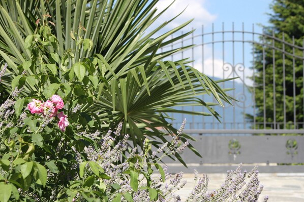 A garden with green foliage and lavender plants. - Balcone Fiorito Bed & Breakfast (Menaggio)