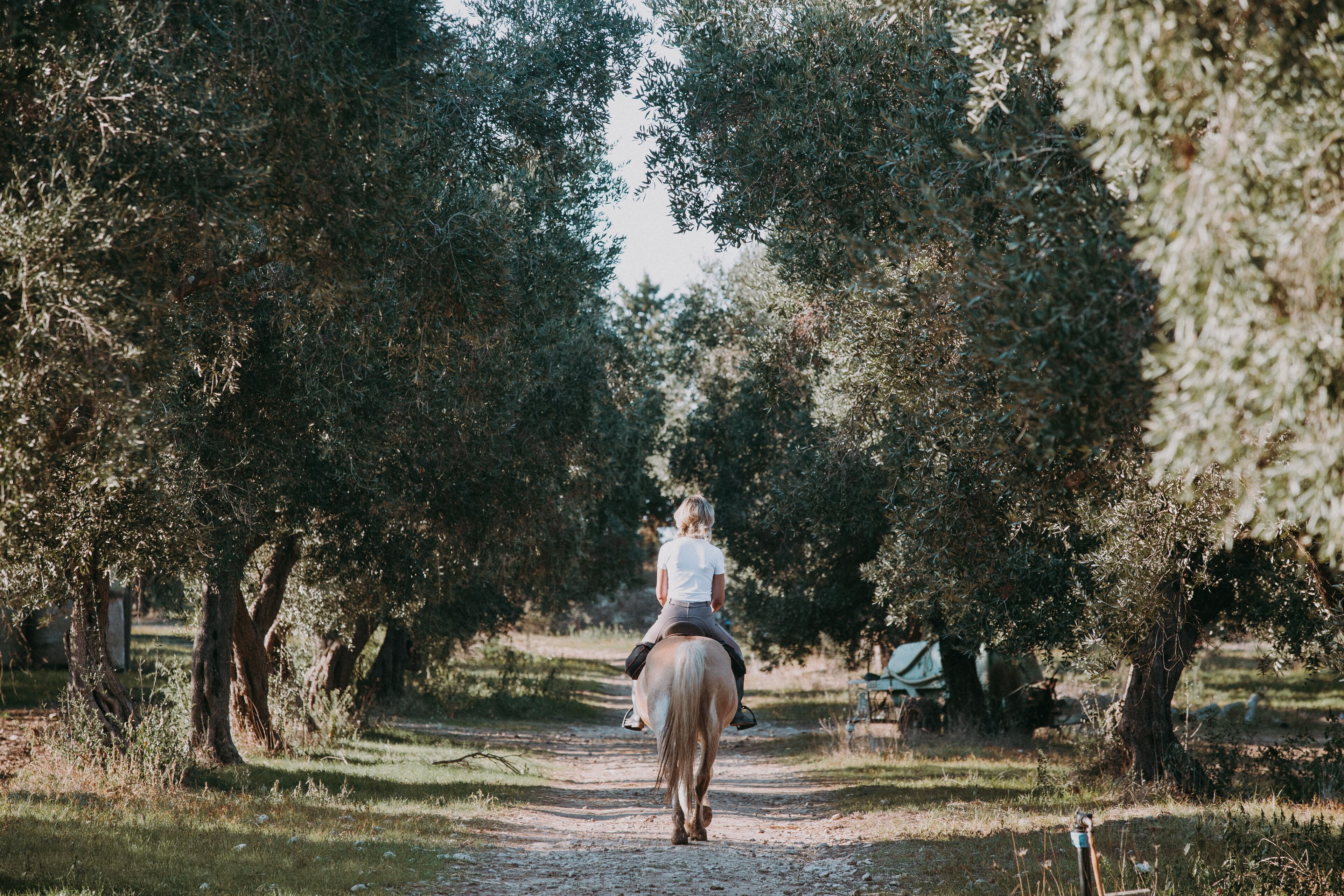 A person riding a horse down a tree-lined path.