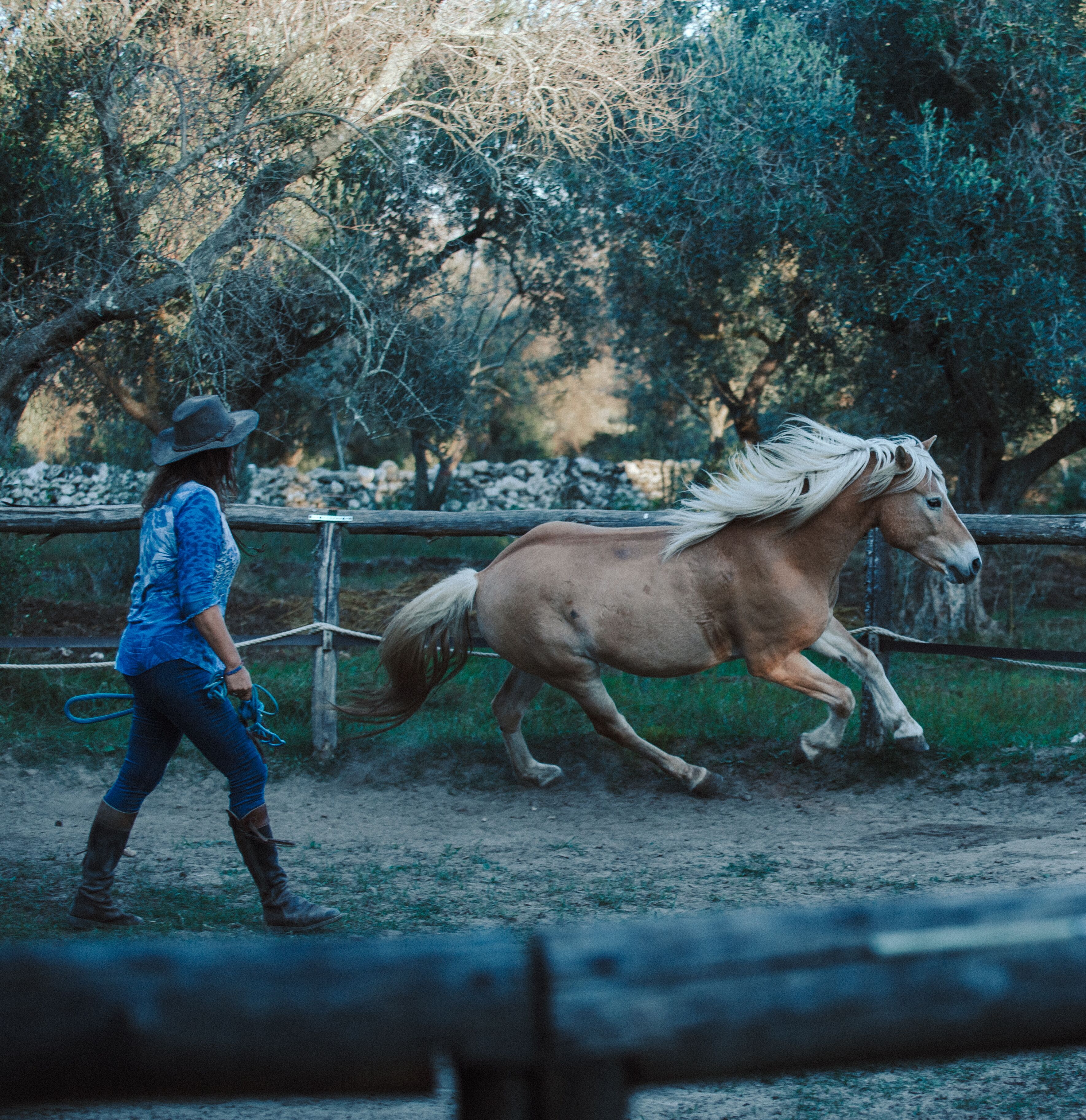 Une personne qui tient la bride d’un cheval dans un espace extérieur, avec des arbres et une clôture.