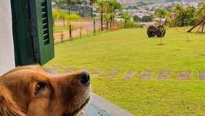 A dog looking out of a window with a view of a grassy area and a distant town. - Hotel Varandas da Montanha (Carmo do Rio Claro)