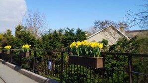 Un jardín con flores amarillas y un edificio al fondo.