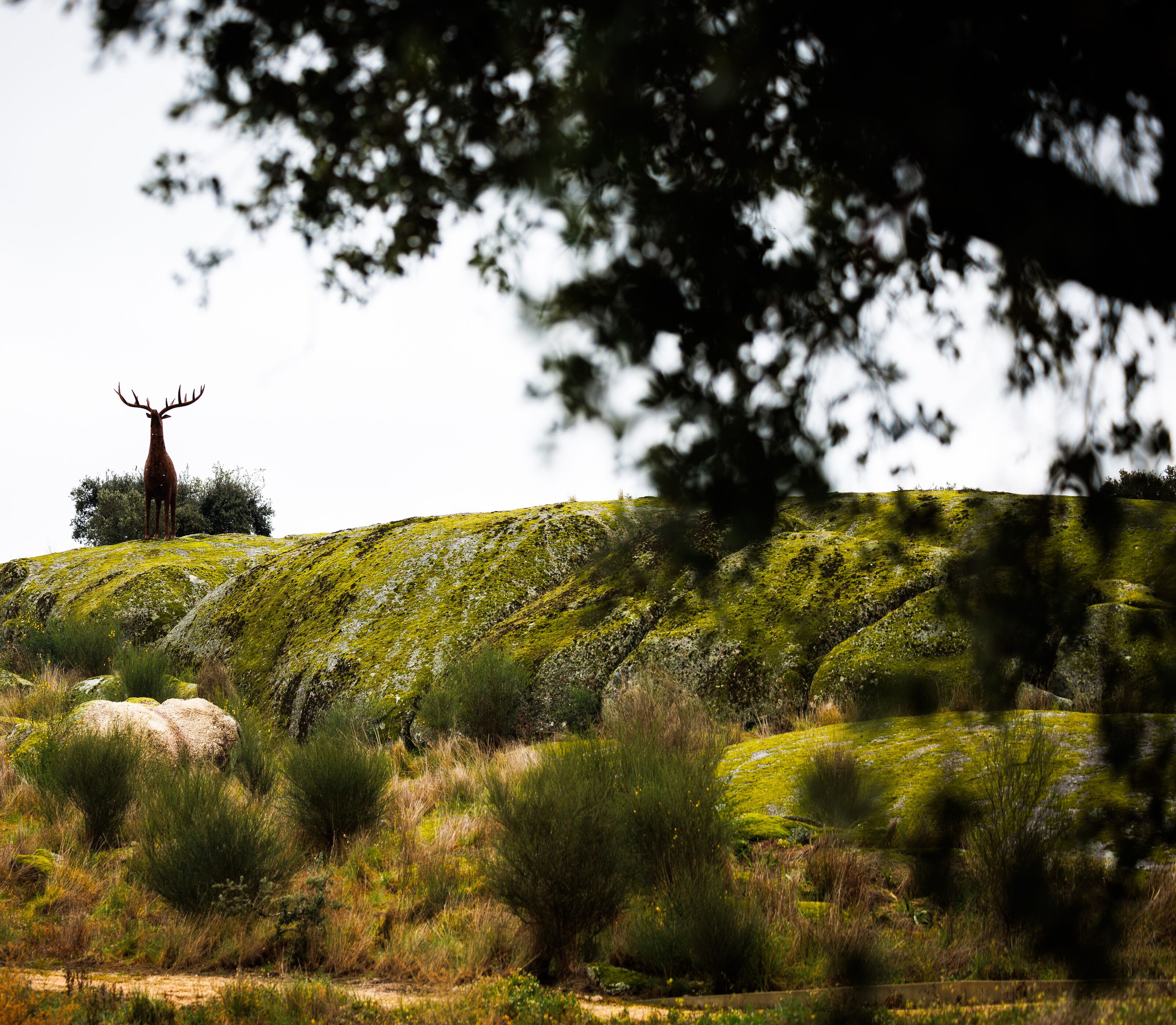 A deer standing on a grassy hill with trees in the background.