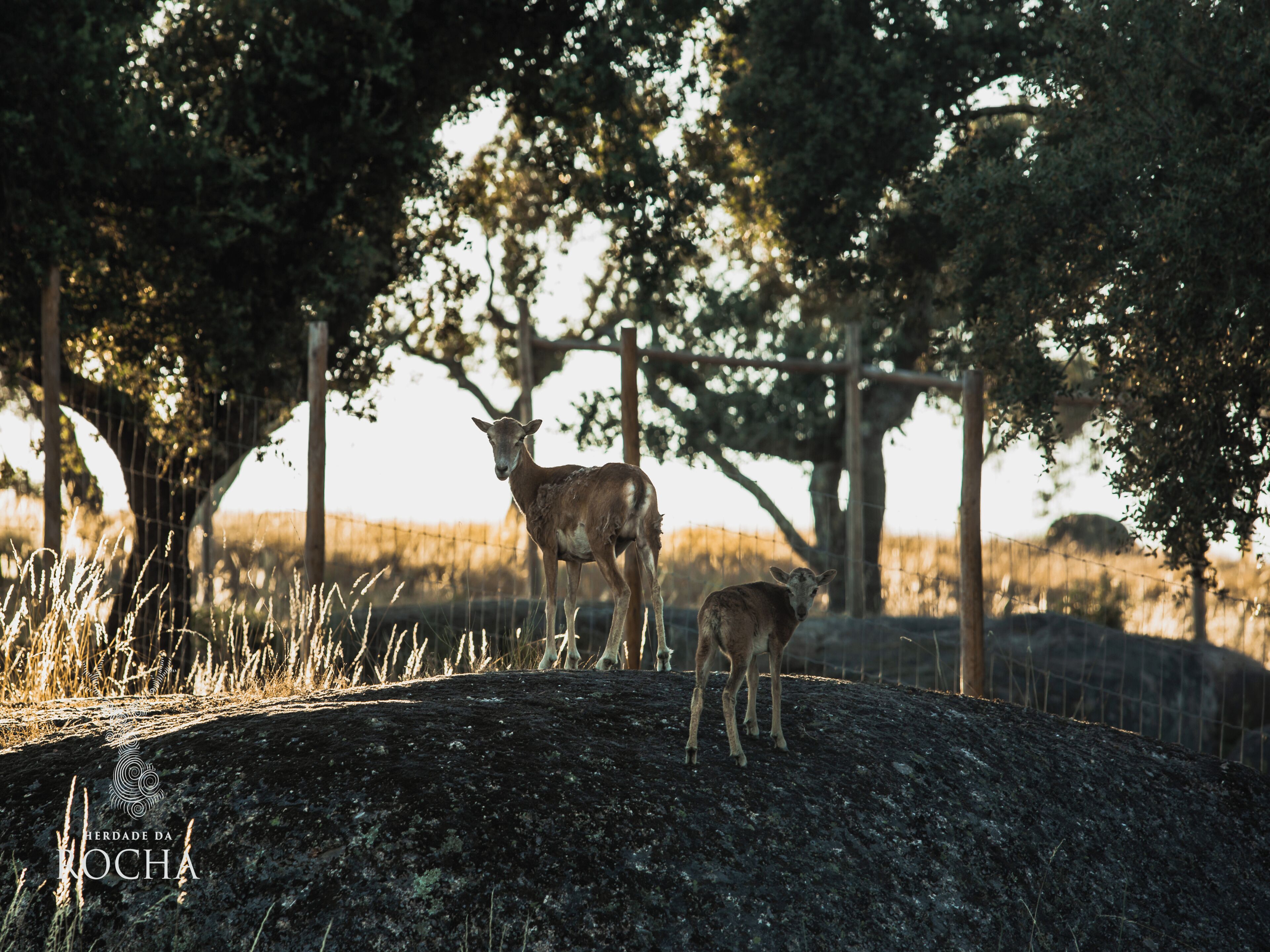 A fenced outdoor area with two deer standing on a rocky surface, surrounded by trees and a wire fence.