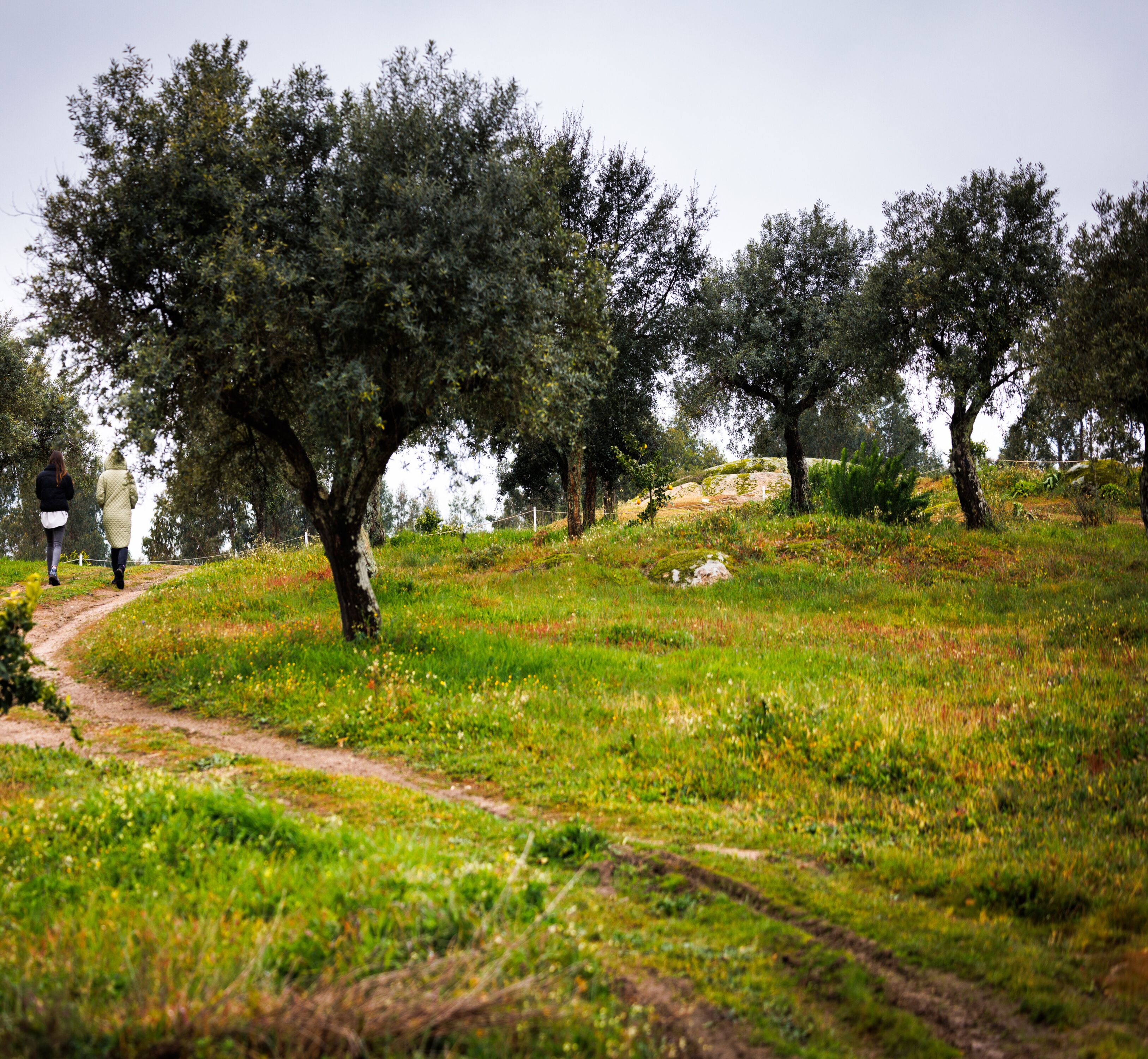 A pathway through an olive grove with trees and a fence in the background.