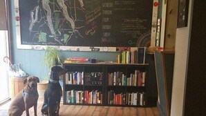 Un coin lecture accueillant, avec une bibliothèque, un tableau noir indiquant les événements à venir, et deux chiens assis sur le sol.