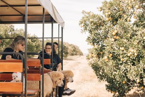Pet-friendly amenities - Hotel Fazenda Recanto Shangri-lá (Brotas)