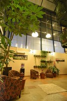 Un espacio interior amplio con sofás estampados, una planta grande en maceta y varias plantas colgantes.