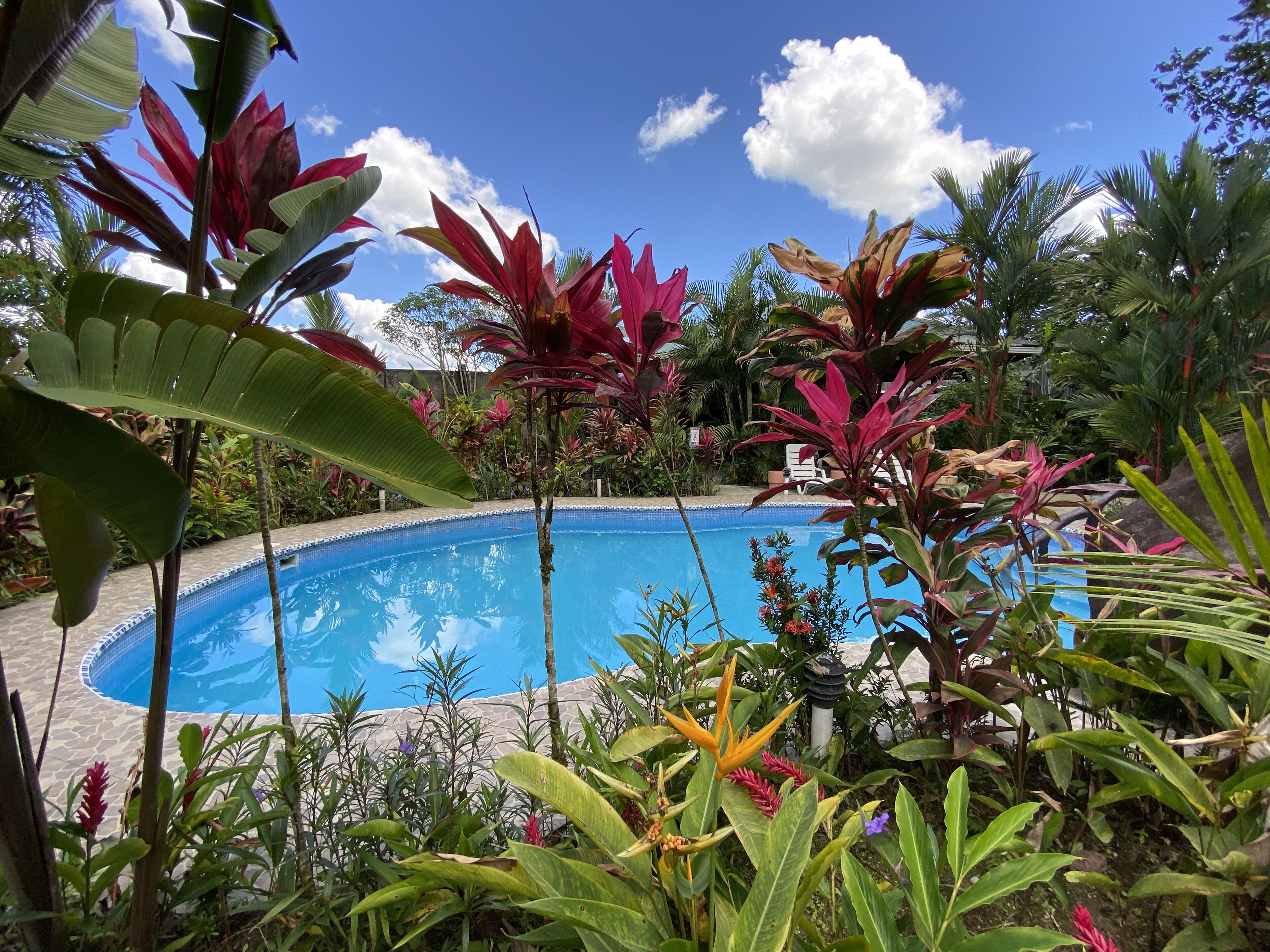 Piscina cercada por plantas tropicais exuberantes e um céu azul límpido.