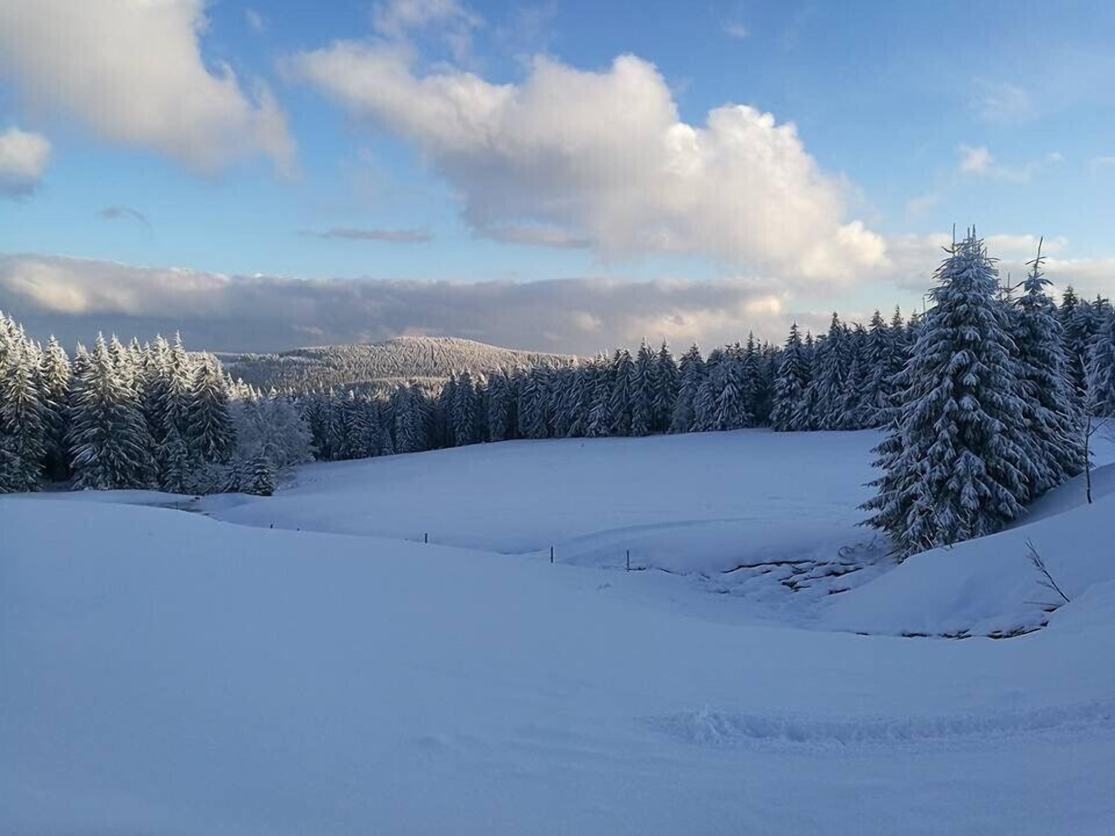 A snowy landscape with dense evergreen trees and a clear sky.