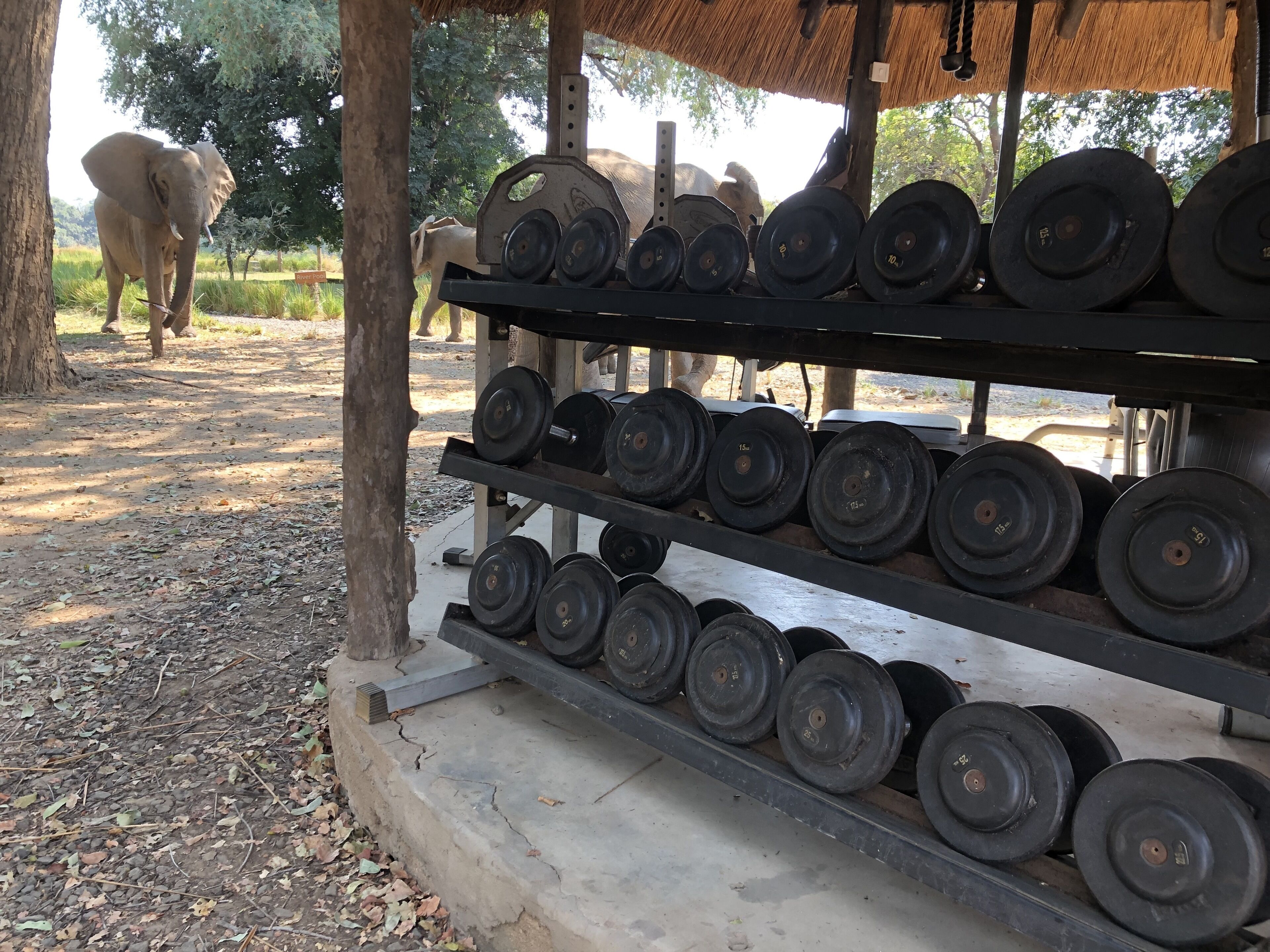 A rack of weight plates under a thatched roof structure, with a dirt ground and trees in the background.