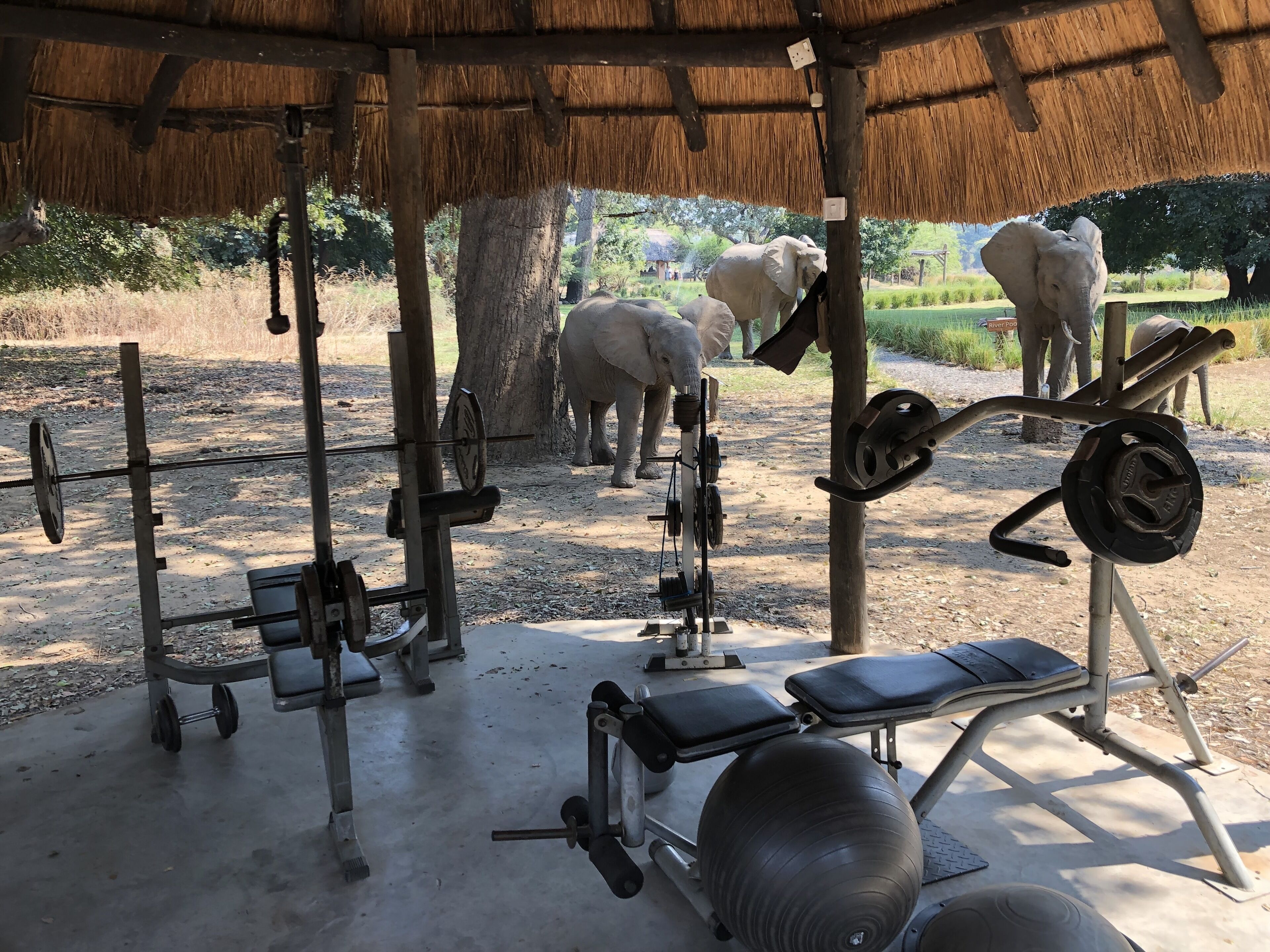 Een overdekte buitentrainingsruimte met fitnessapparatuur, waaronder een bankje, een halterbank en diverse gewichten.