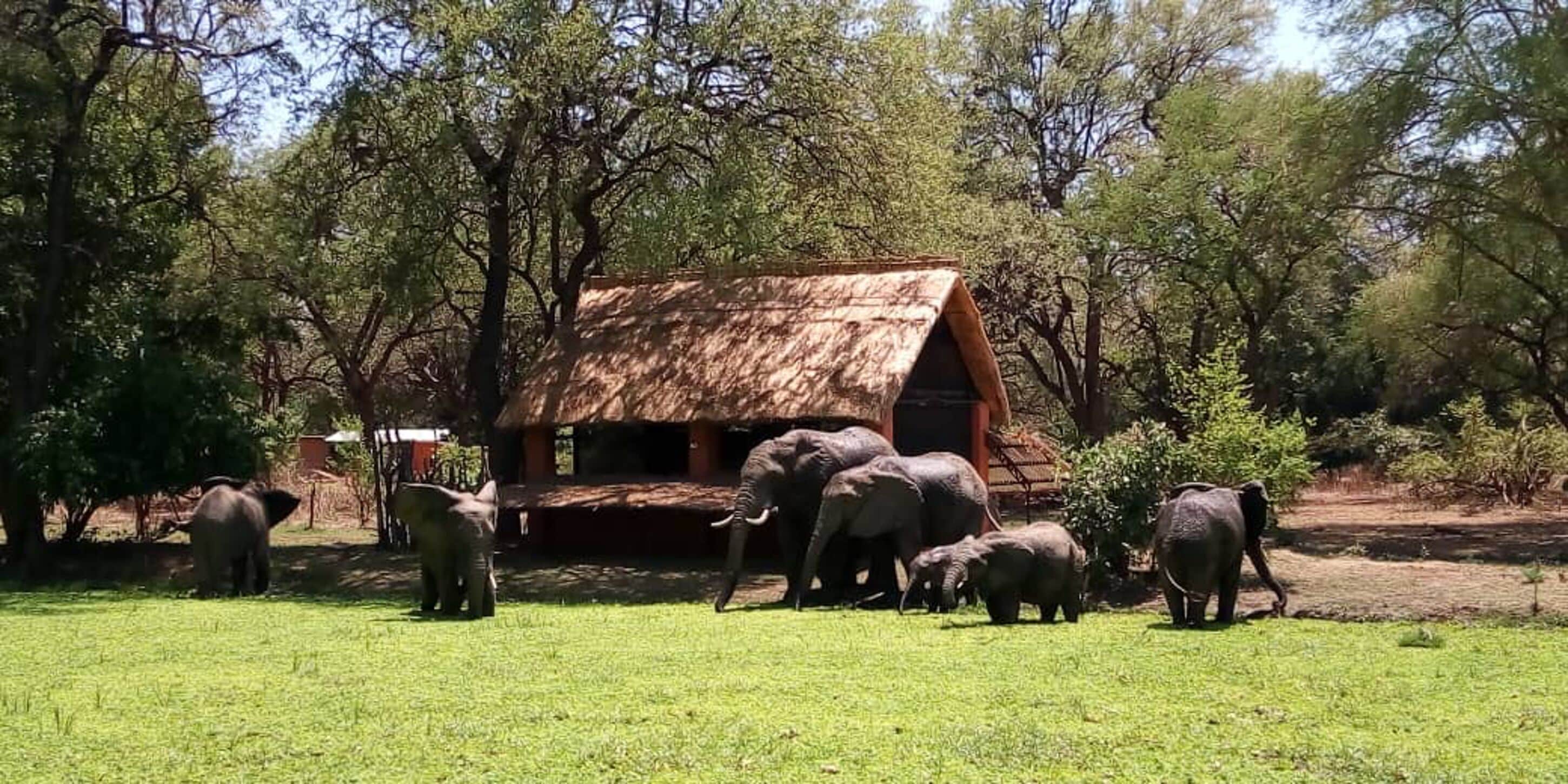 A group of elephants in a grassy enclosure with a wooden structure in the background.